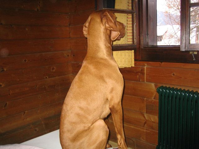 zewlink